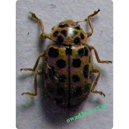 Psyllobora vigintiduopunctata (Linnaeus, 1758) Biedronka mączniakówka